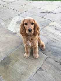 Lost Dog