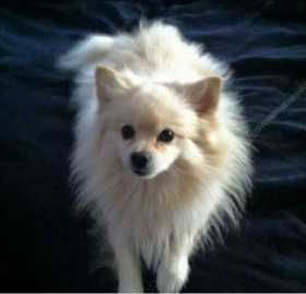 Lost Dog