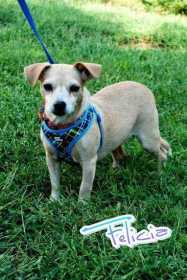 Lost Dog