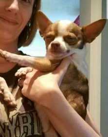 Lost Dog