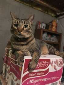 Lost Cat