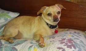 Lost Dog