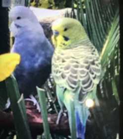 Lost Budgerigar