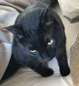 Lost Cat