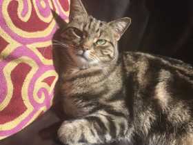 Lost Cat