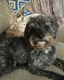 Lost Dog
