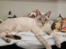Lost Cat