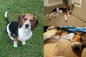 Lost Dog