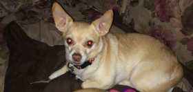 Lost Dog