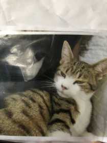 Lost Cat