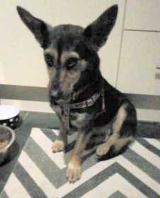 Lost Dog
