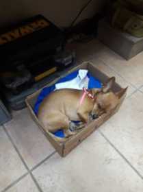 Lost Dog