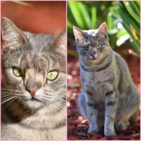 Lost Cat