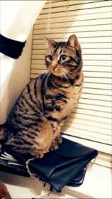 Lost Cat