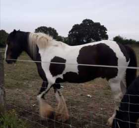 Lost Horse