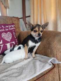 Lost Dog
