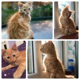 Lost Cat