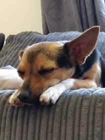 Lost Dog