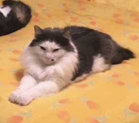 Lost Cat