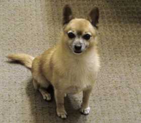 Lost Dog