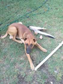 Lost Dog
