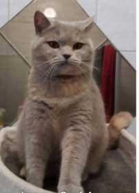 Lost Cat