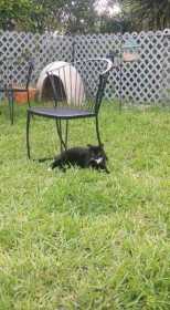 Lost Cat