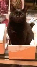 Lost Cat