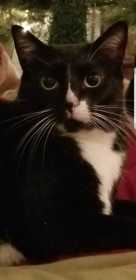 Lost Cat