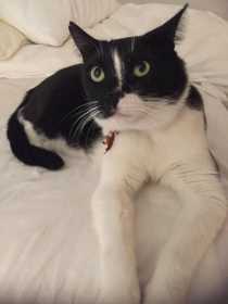 Lost Cat