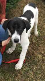 Lost Dog