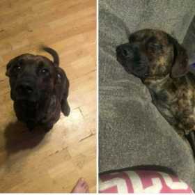 Lost Dog