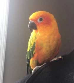 Lost Conure