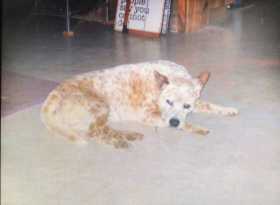 Lost Dog