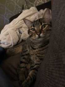 Lost Cat