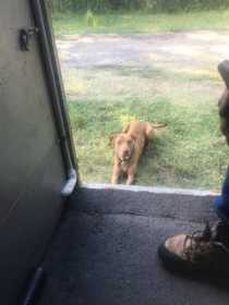 Lost Dog