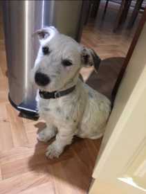 Lost Dog