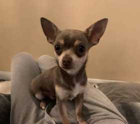 Lost Dog