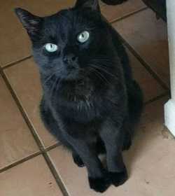 Lost Cat