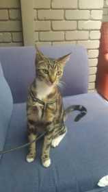 Lost Cat