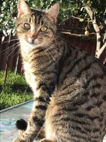 Lost Cat