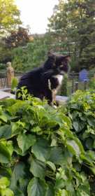 Lost Cat
