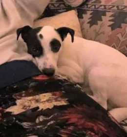 Lost Dog