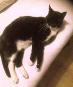Lost Cat