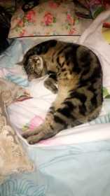 Lost Cat