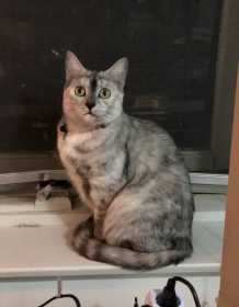 Lost Cat
