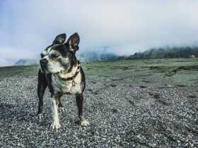Lost Dog