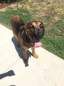Lost Dog