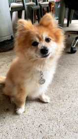 Lost Dog