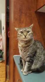 Lost Cat